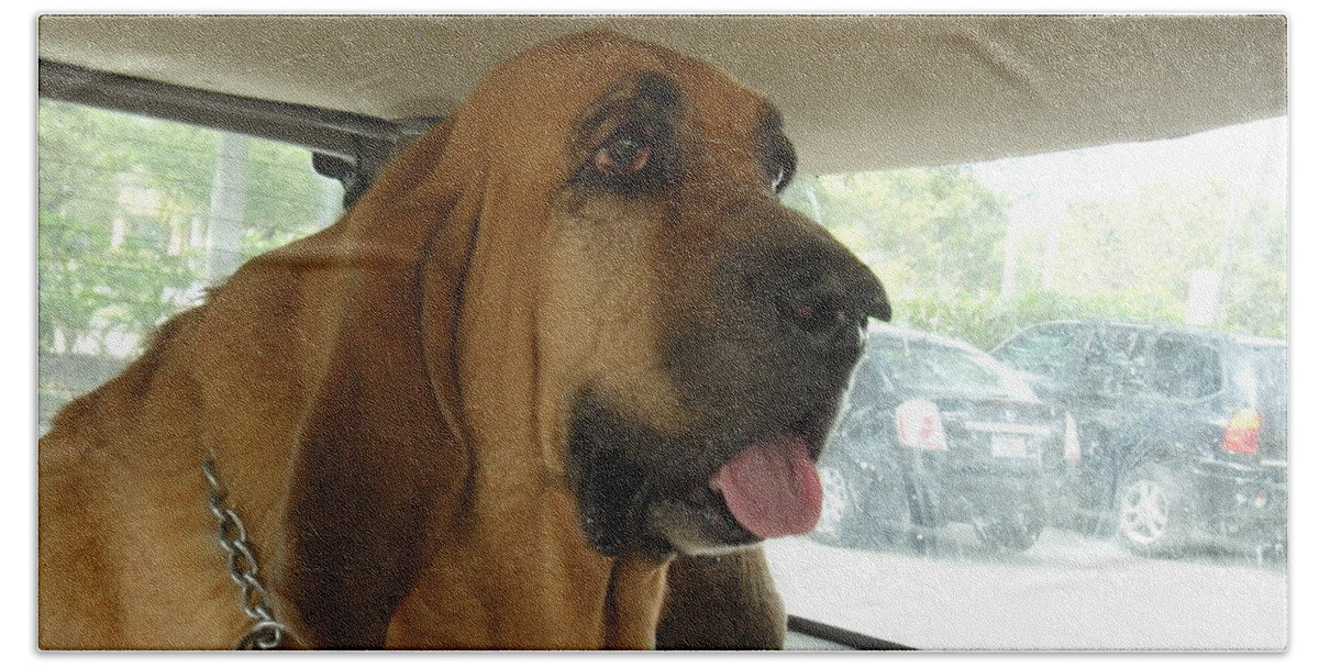 Bloodhound Hand Towel featuring the photograph Cujo II by Val Oconnor
