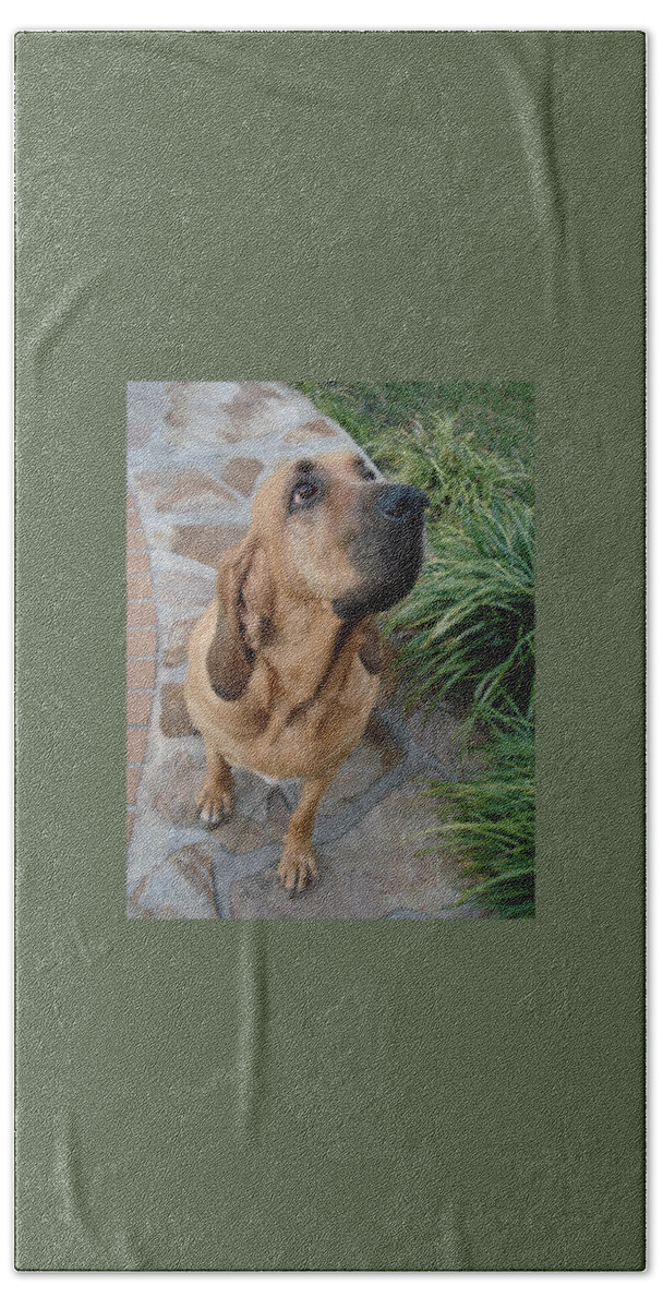Bloodhound Hand Towel featuring the photograph Cujo Looking at a Butterfly by Val Oconnor
