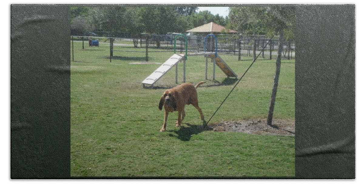 Bloodhound Bath Towel featuring the photograph Cujo running at the Park by Val Oconnor