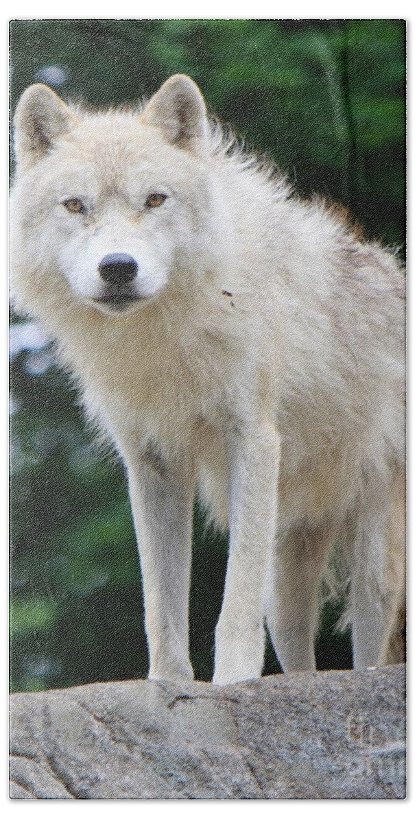 Wolf Bath Towel featuring the photograph Curiosity by Heather King