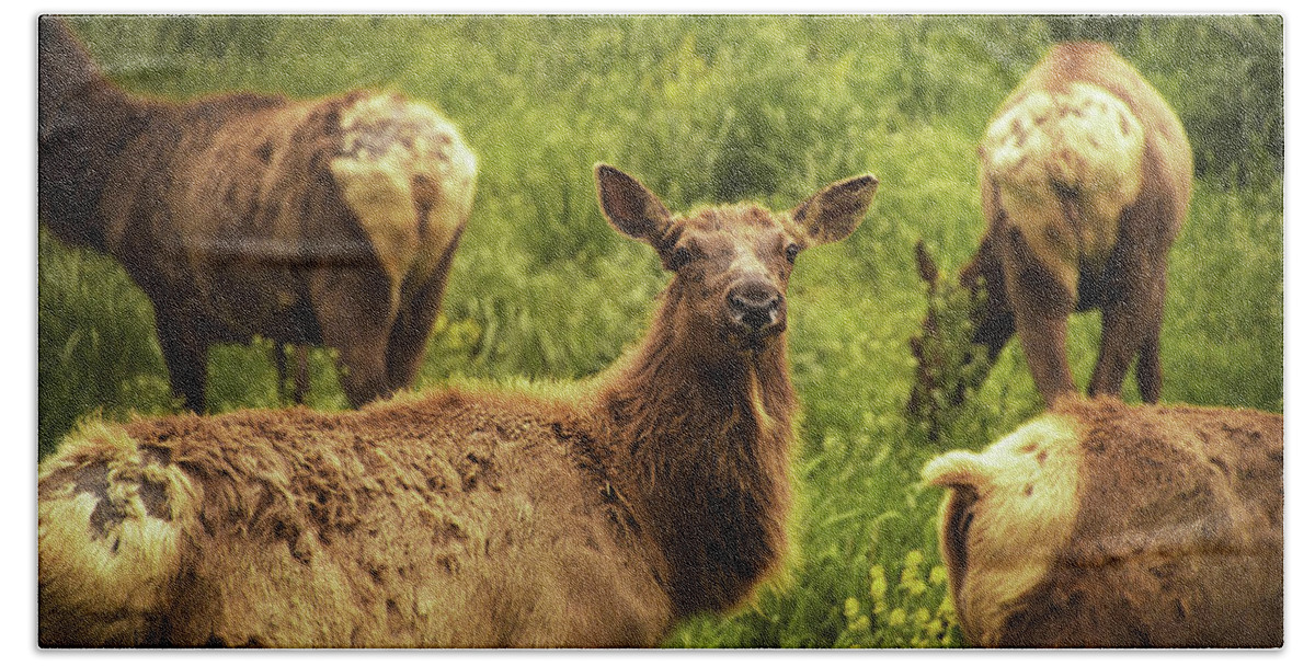 Elk Hand Towel featuring the photograph Curious Elk by Jennifer Ancker