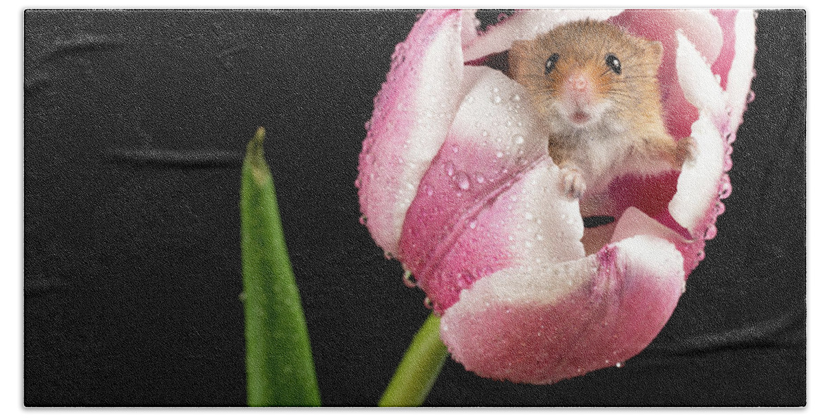 Mouse Bath Towel featuring the photograph Curious little Fella by Framing Places