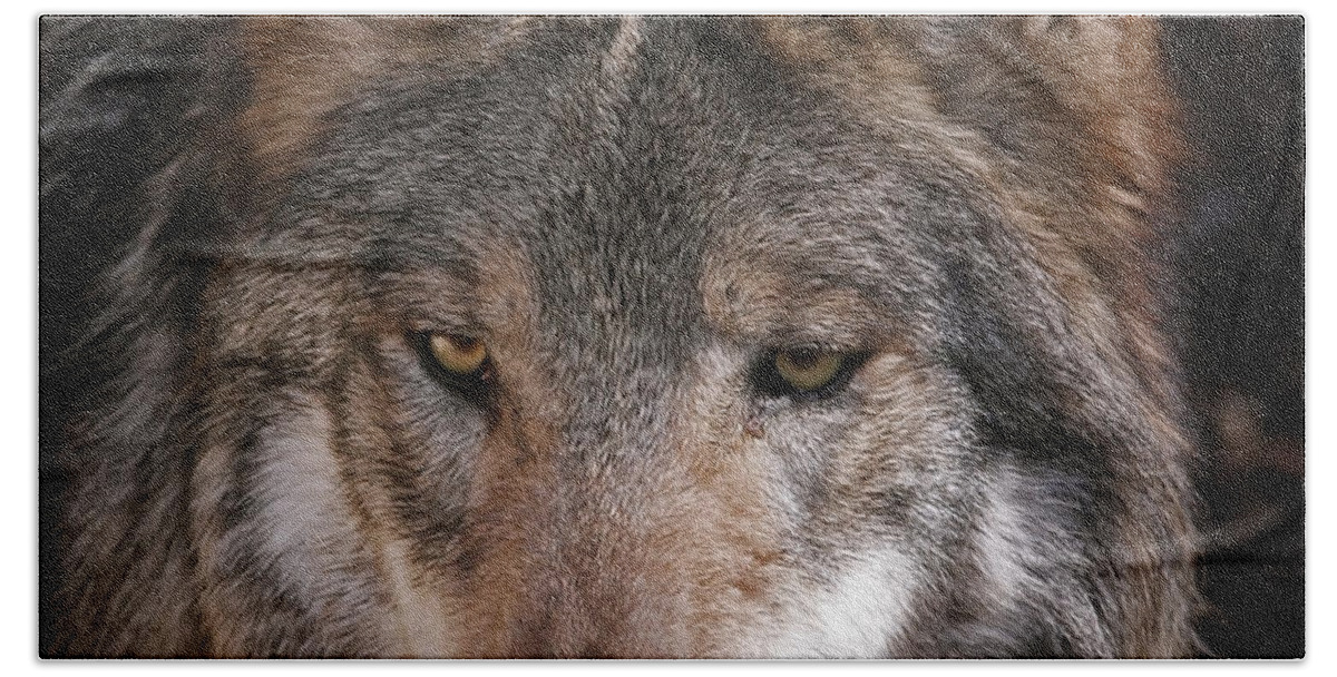 Wolf Hand Towel featuring the photograph Curious Sancho by Elaine Malott