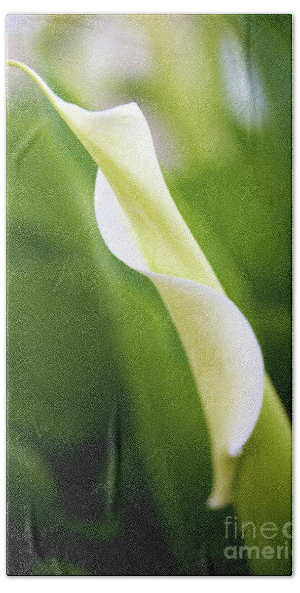 Calla Bath Sheet featuring the photograph Curled Calla by Brooke Roby