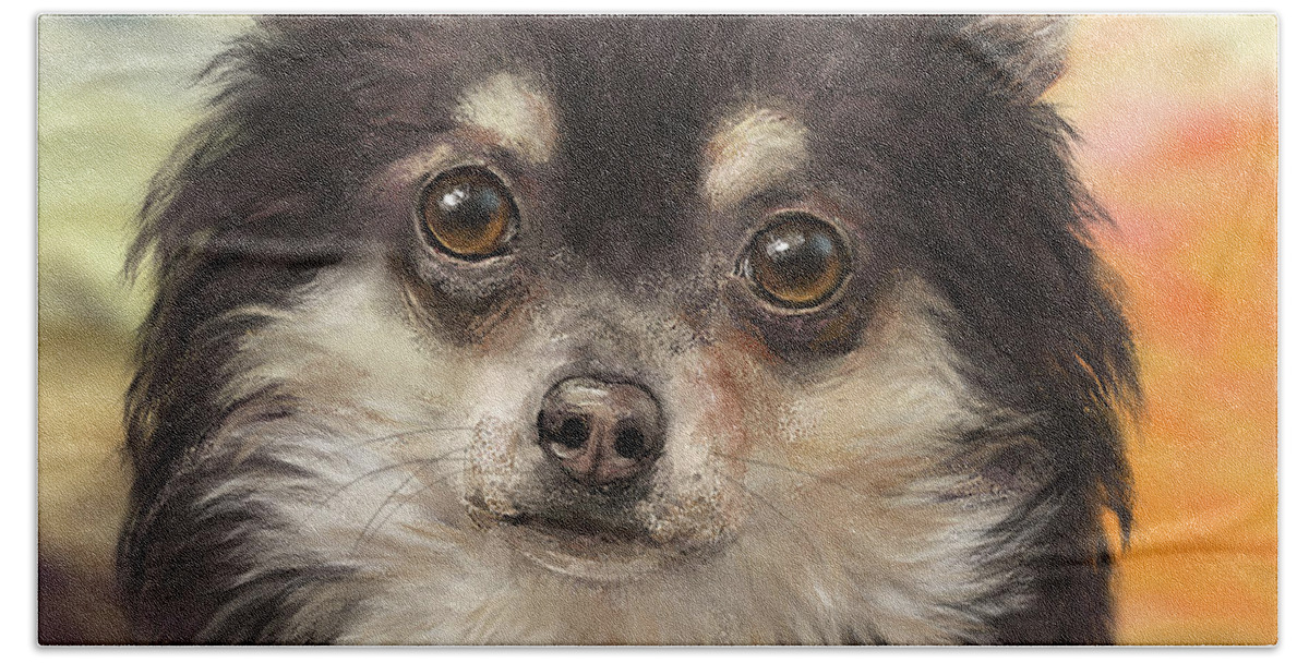 Roger the Chihuahua-Pomeranian Needs a Home