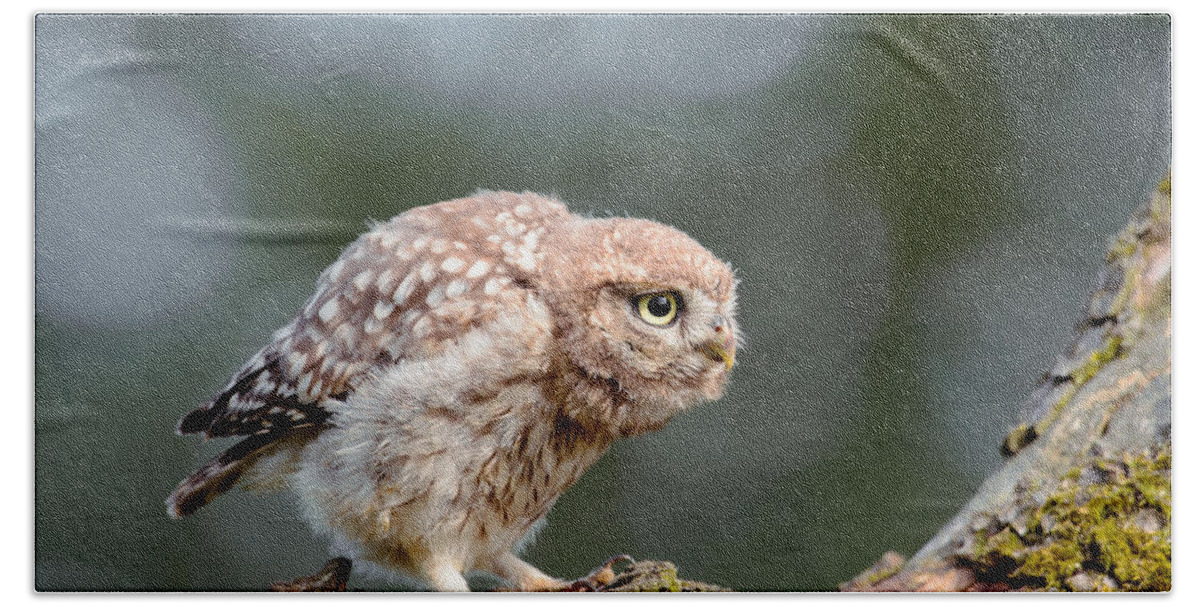 Athene Noctua Hand Towel featuring the photograph Cute Little Owlet by Roeselien Raimond