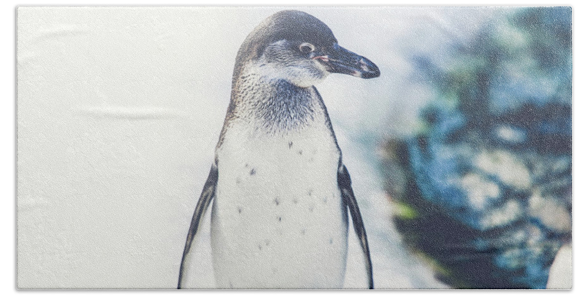 Penguin Hand Towel featuring the photograph Cute Penguin Standing On Ice Wall Art Prints by Wall Art Prints