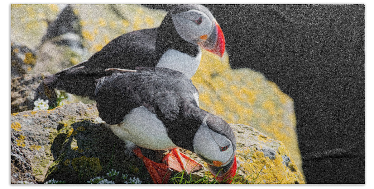 Puffin Bath Towel featuring the photograph Cute Puffin Couple in Iceland by Matthias Hauser