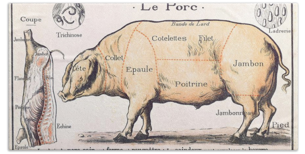 Eating;farm Animals; Cross Section; Loin; Rump; Flank; Butcher; Joint; Pig; Pigs; Shoulder; Ham; Belly; Shoulder; Diagram; Slaughter; Farming; Food Preparation; Domestic Science; Nutrition;teaching;education;home Economics; Farming; Breed;butchering Bath Sheet featuring the drawing Cuts of Pork by French School