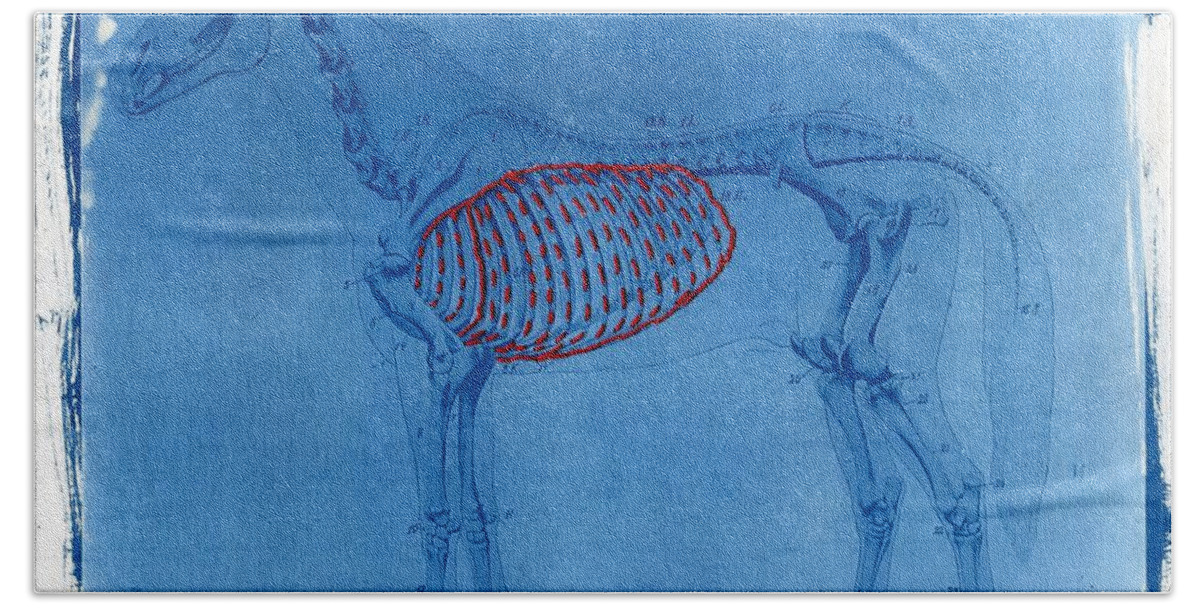 Cyanotype Bath Sheet featuring the photograph Cyanotype Horse embroidery anatomy blue print cyanotypes by Jane Linders