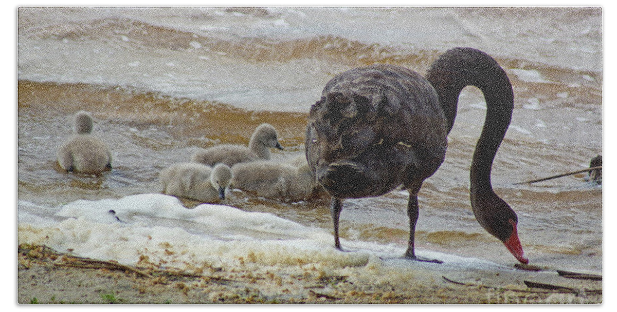 Family Bath Towel featuring the photograph Cygnus atratus IV by Cassandra Buckley