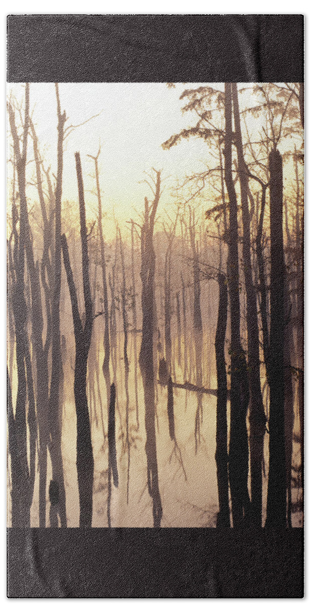 Cypress Bath Towel featuring the photograph Cypress Swamp by James C Richardson