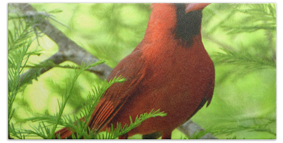 Cardinal Hand Towel featuring the photograph Cypress Tree Cardinal by Jerry Griffin