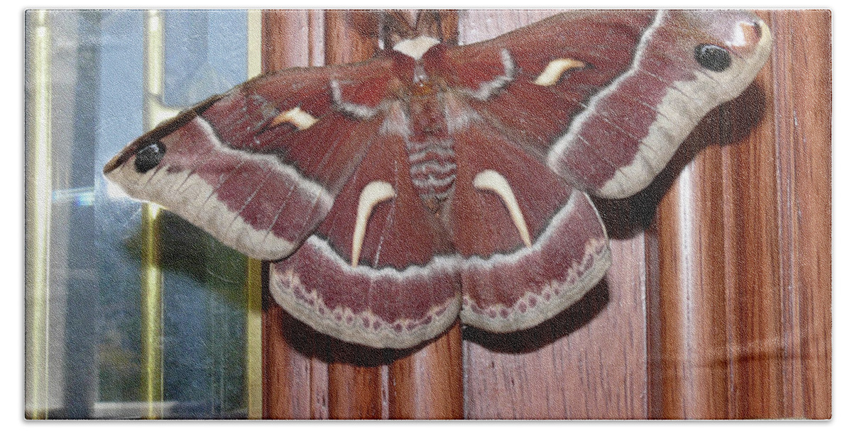 Cecropia Moth Bath Towel featuring the photograph DA0008 Cecropia Moth on Sonoma Mountain by Ed Cooper Photography