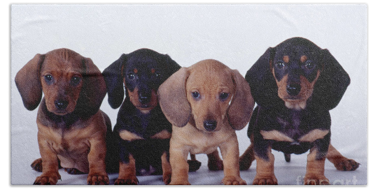 Dachshund Hand Towel featuring the photograph Dachshund Puppies by Carolyn McKeone and Photo Researchers