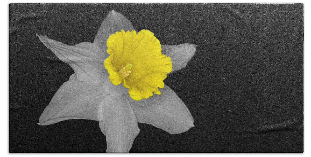 Daffodil Bath Towel featuring the photograph Daffo the Dilly Isolation by Chris Day