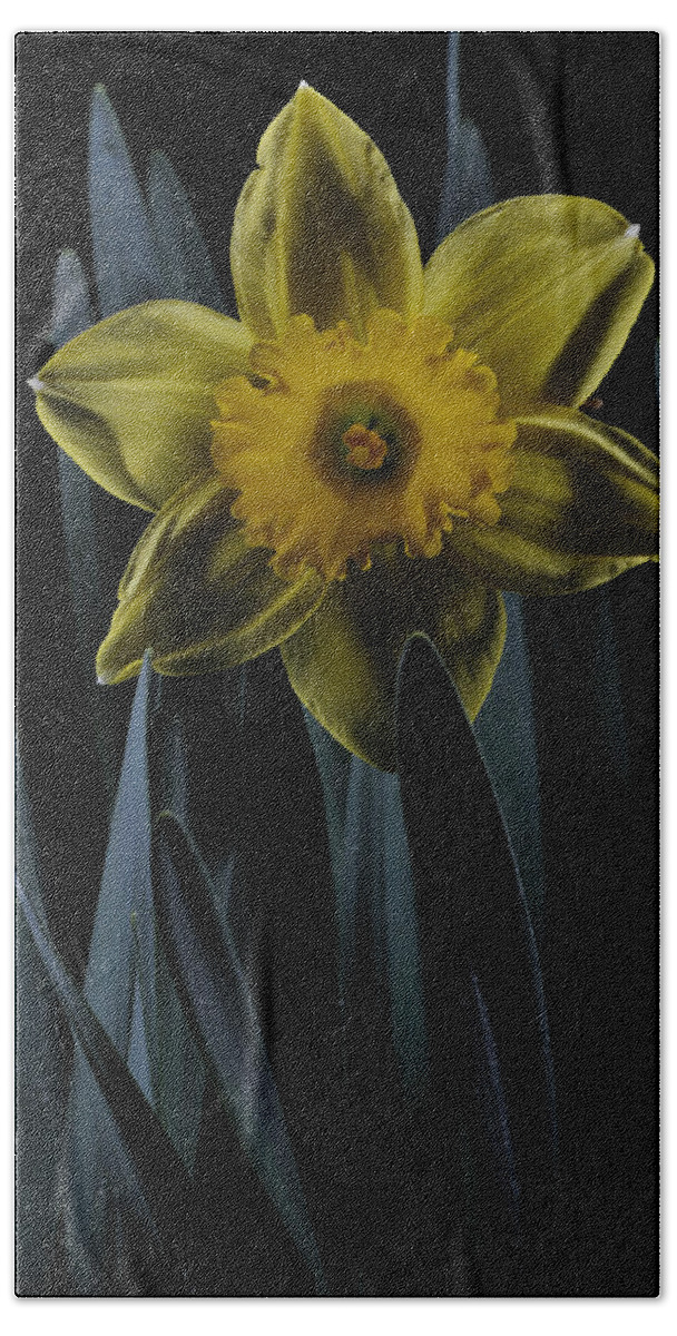 Daffodil Bath Towel featuring the photograph Daffodil By Moonlight by Mark Fuller