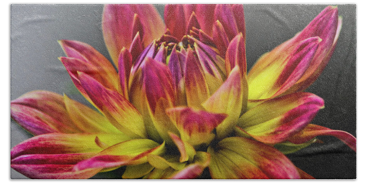 Flower Photographs Bath Towel featuring the photograph Dahlia Flame by Joann Copeland-Paul