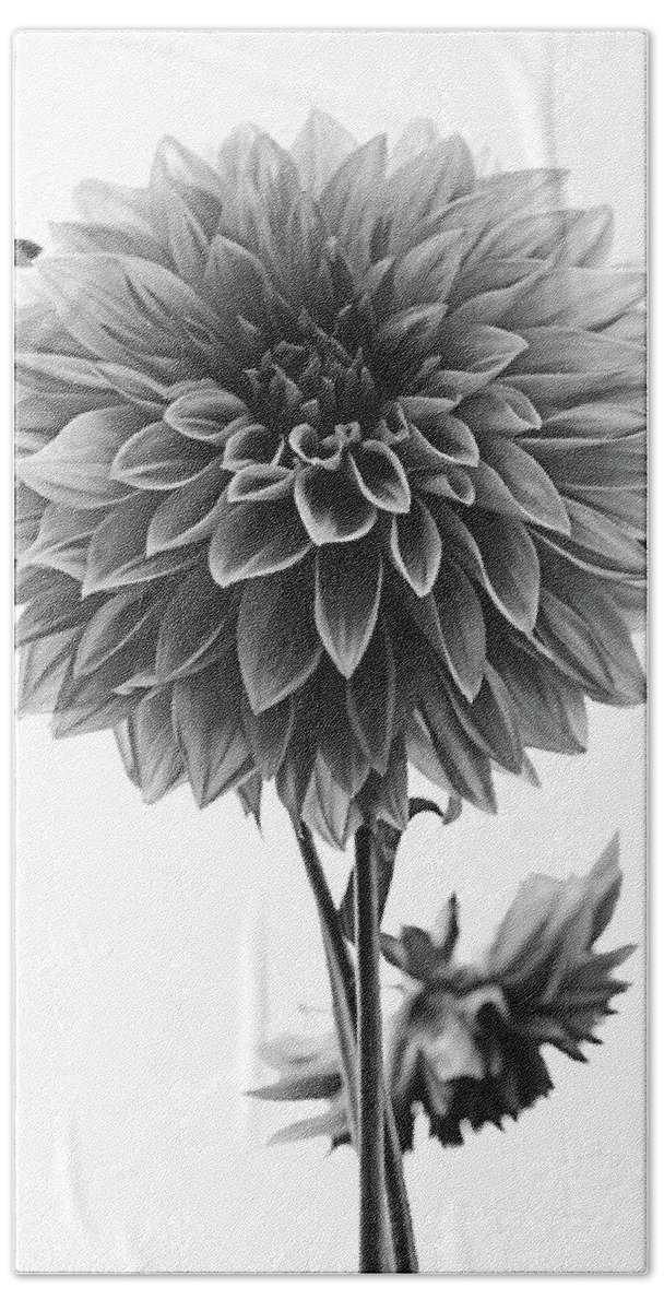 Dahlia Hand Towel featuring the photograph Dahlia In Black And White by Mark Alder