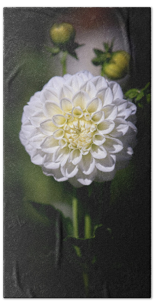 Dahlia Bath Sheet featuring the photograph Dahlia White Flowers II by Athena Mckinzie