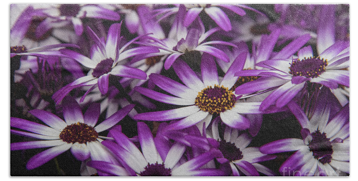 Bellis Perennis Hand Towel featuring the photograph Daisy flowers-2231 by Steve Somerville