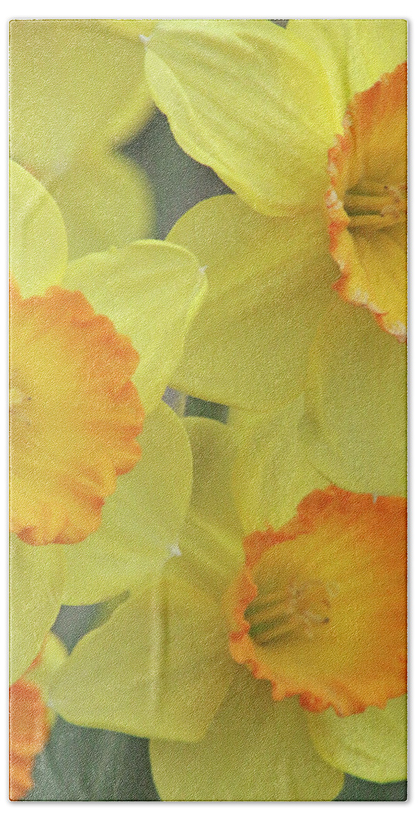 Daffodil Bath Towel featuring the photograph Dallas Daffodils 24 by Pamela Critchlow