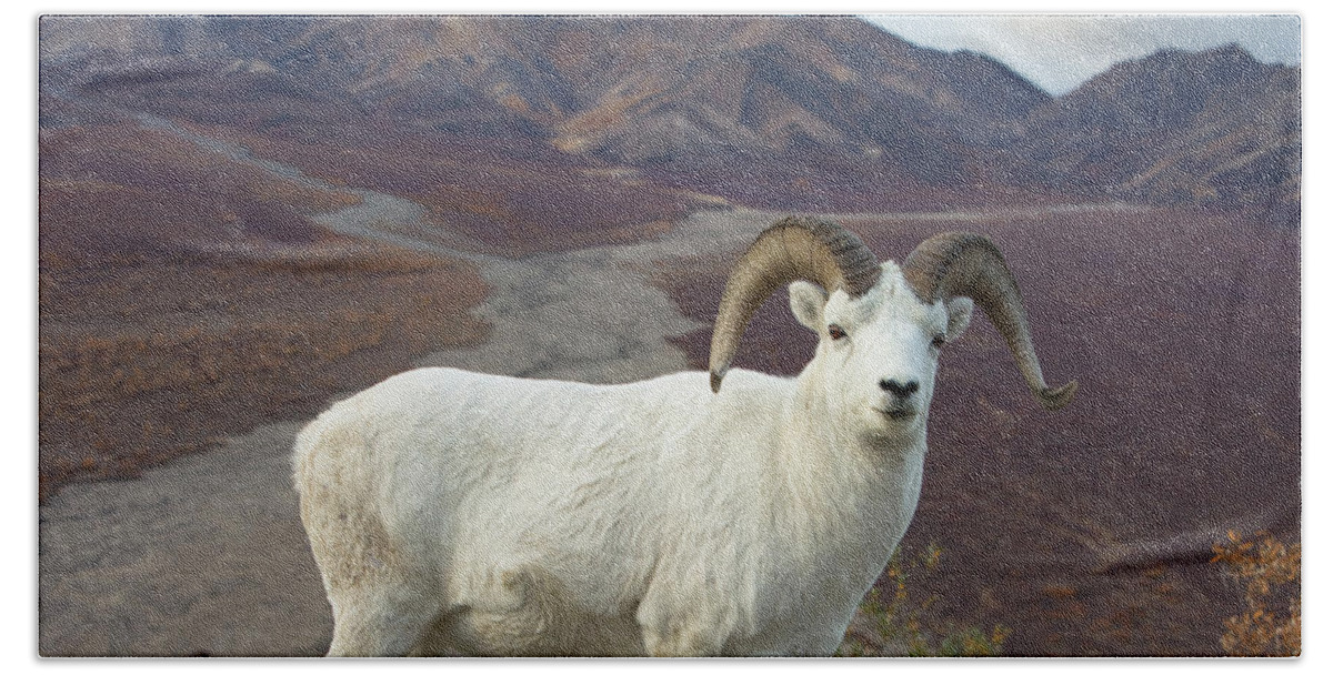00440953 Bath Towel featuring the photograph Dalls Sheep in Denali by Yva Momatiuk John Eastcott