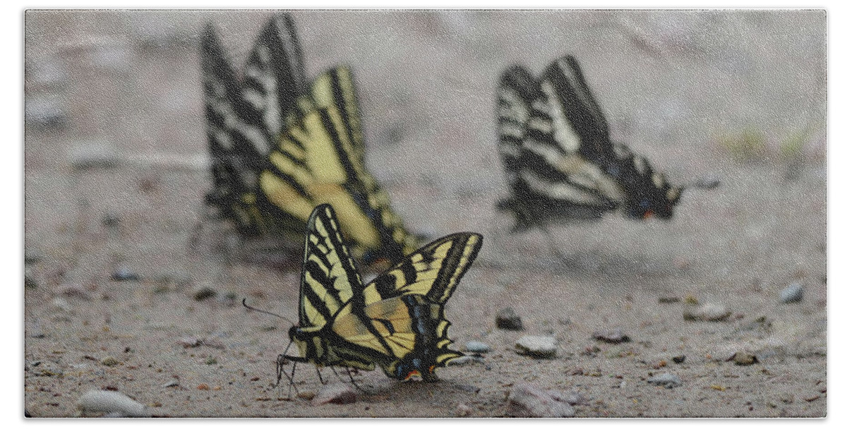 Swallowtail Bath Towel featuring the photograph Dance of the Swallowtail by Whispering Peaks Photography