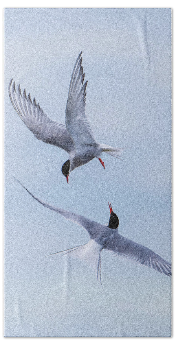 Dancing Arctic Terns Bath Towel featuring the photograph Dancing Arctic Terns by Torbjorn Swenelius