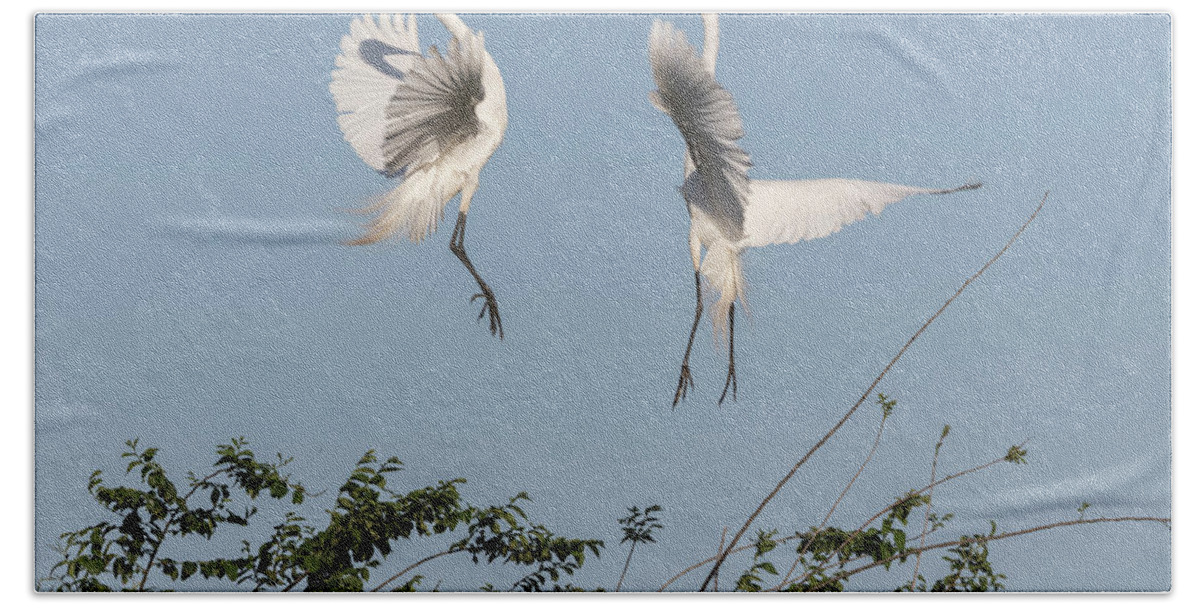 Great Egrets Bath Towel featuring the photograph Dancing Egrets 2017-1 by Thomas Young