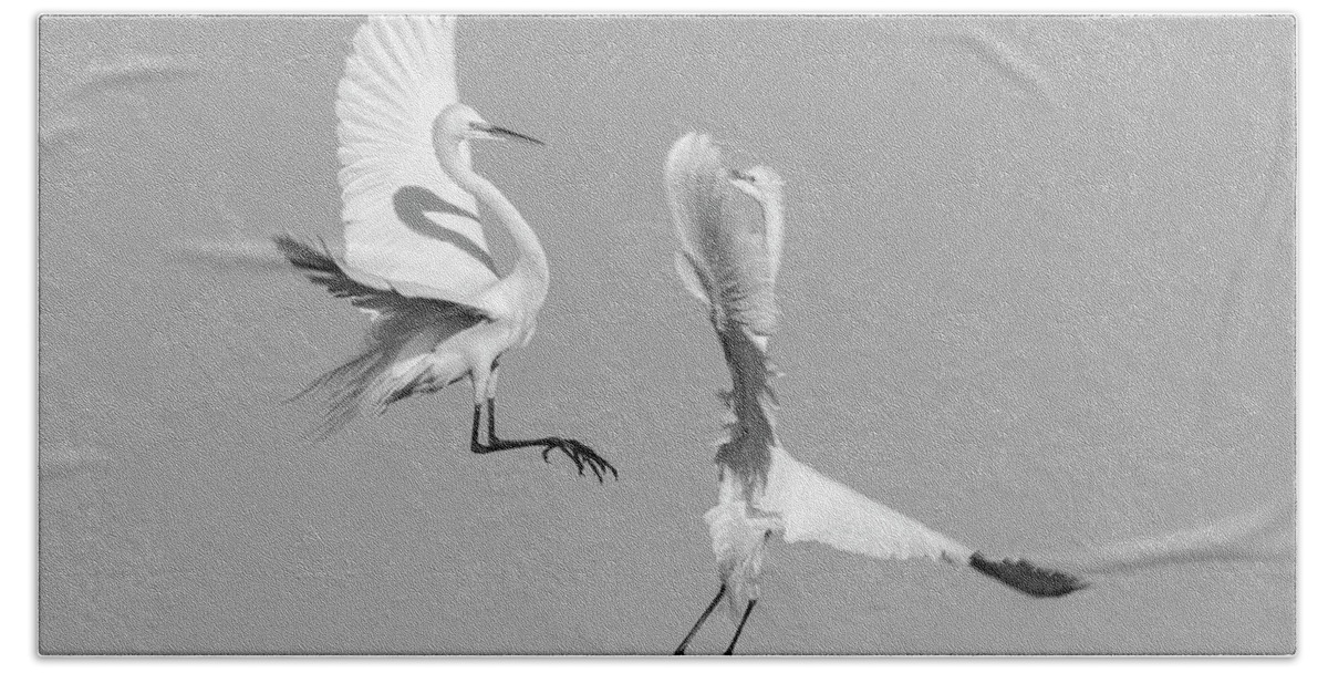 Great Egrets Bath Towel featuring the photograph Dancing Egrets 2017-3 by Thomas Young