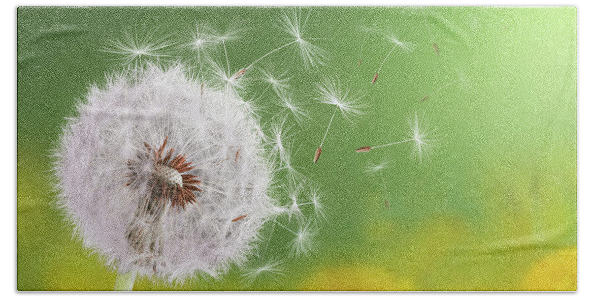 Agriculture Bath Towel featuring the photograph Dandelion flying by Bess Hamiti