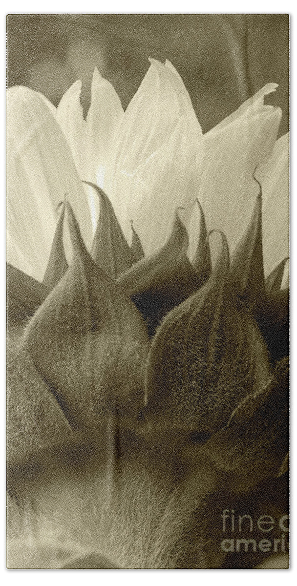Dandelion Hand Towel featuring the photograph Dandelion in sepia by Micah May
