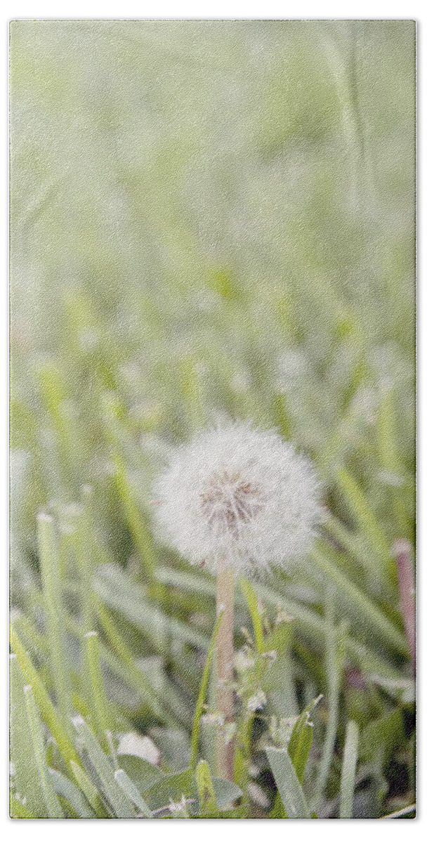 Lawn Hand Towel featuring the photograph Dandelion in the grass by Cindy Garber Iverson