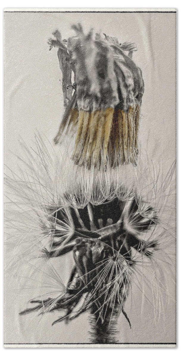 Dandelion Hand Towel featuring the photograph Dandelion opening up by Wolfgang Stocker