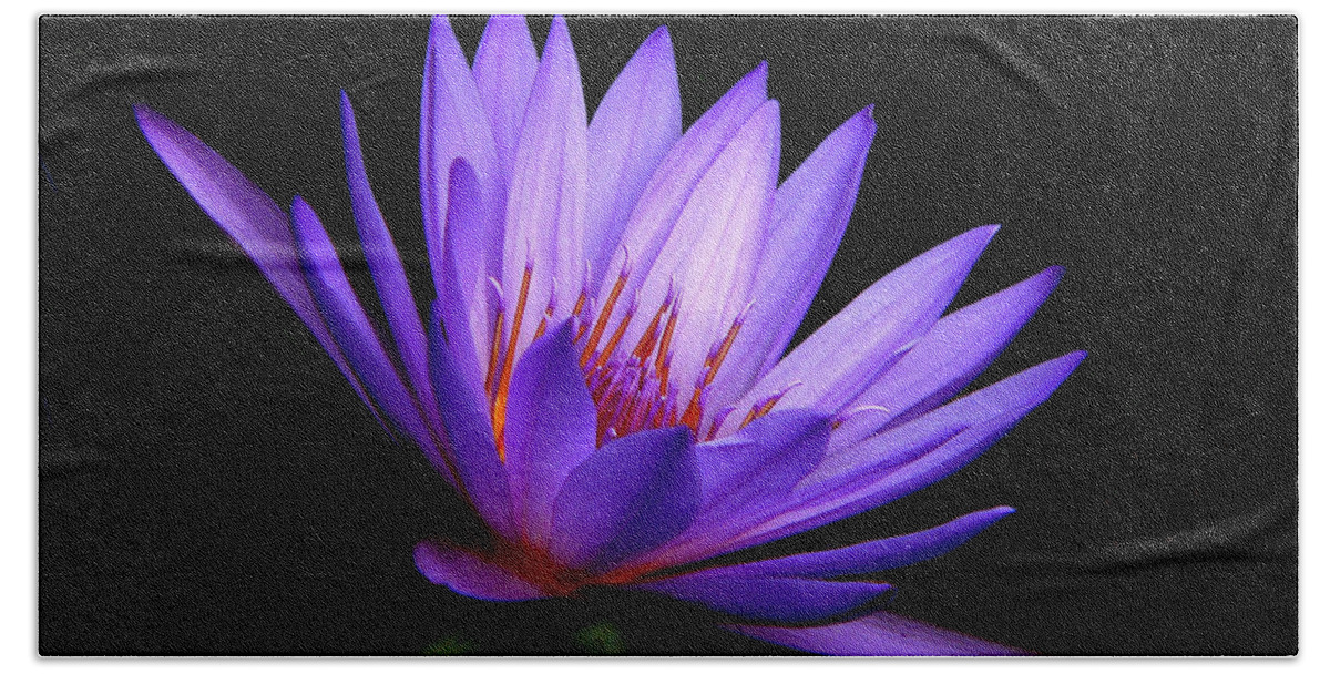 Water Lily Bath Towel featuring the photograph Dark Side of the Purple Water Lily by Rosalie Scanlon