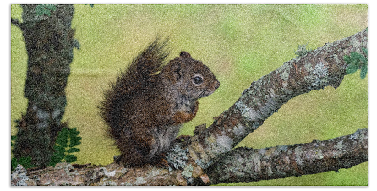 Squirrel Hand Towel featuring the photograph Darling Rascal by Jody Partin