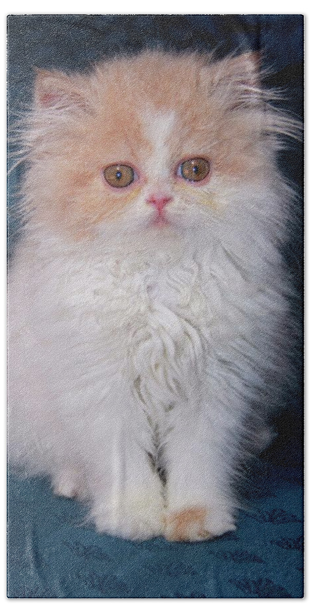 Kitten Bath Towel featuring the painting Dauphin 3 by Robert SORENSEN