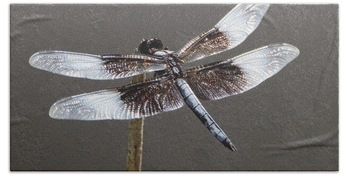 Nature Bath Towel featuring the photograph Dazzling Dragonfly by Sheila Brown