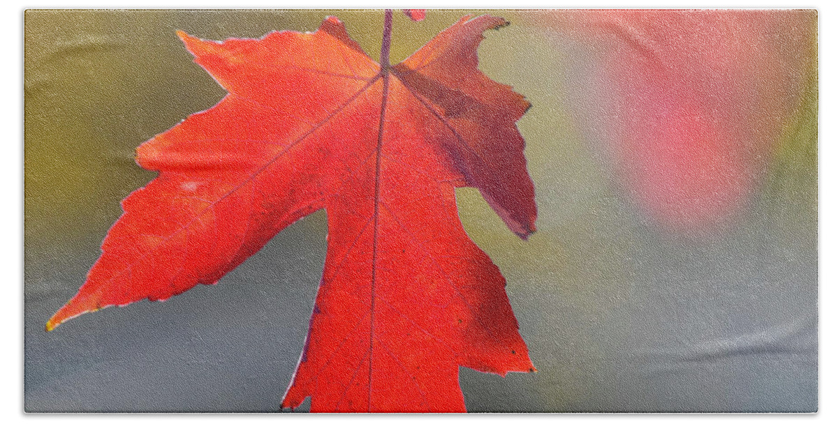 Kansas Hand Towel featuring the photograph DDP DJD Autumn Red Maple Leaf 1640 by David Drew