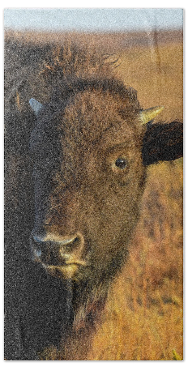 Kansas Hand Towel featuring the photograph DDP DJD Bison Calf 1508 by David Drew