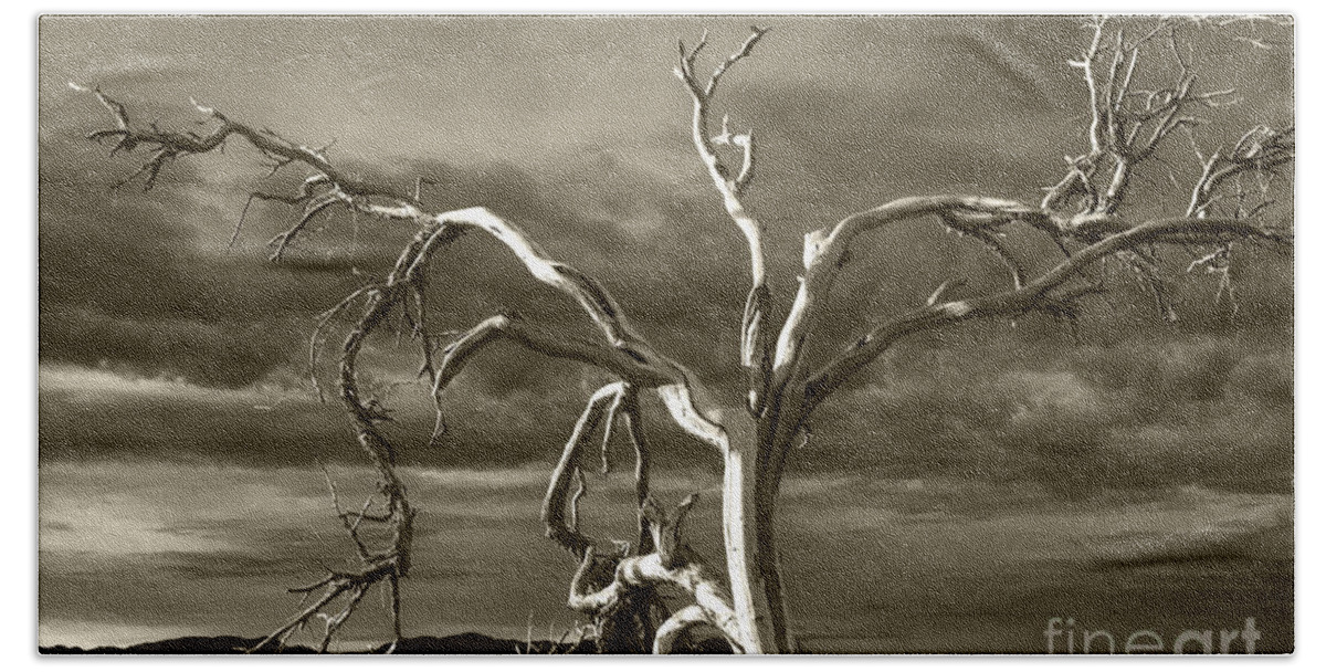 Death Valley Bath Towel featuring the photograph Dead tree in Death Valley 8 by Micah May
