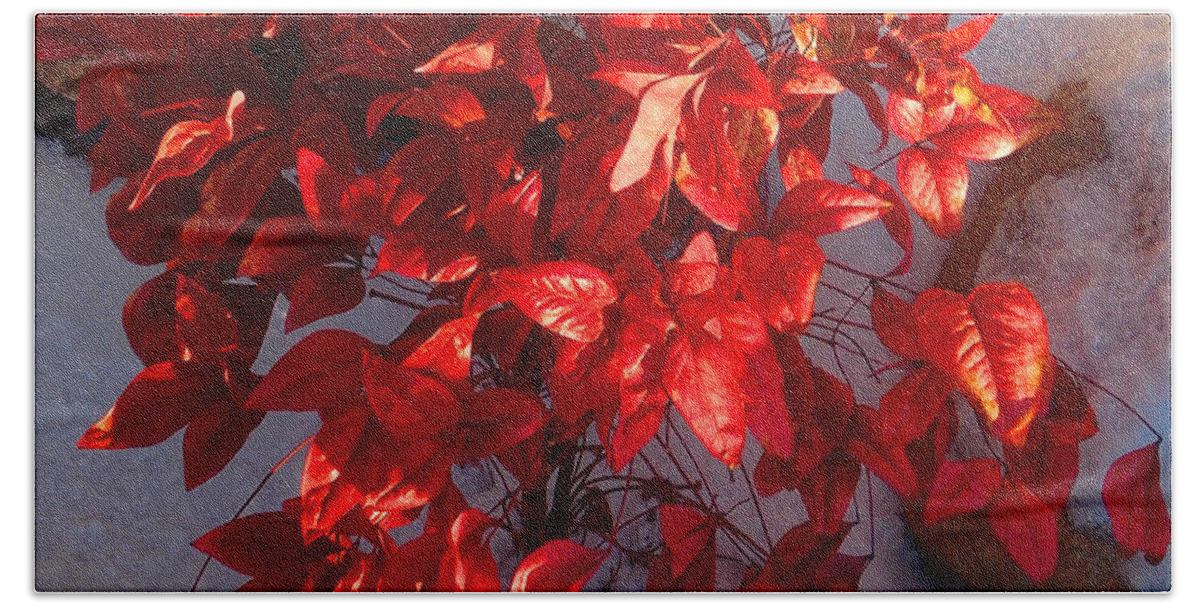 Red Bush Hand Towel featuring the photograph December Burning Bush by Anastasia Savage Ealy