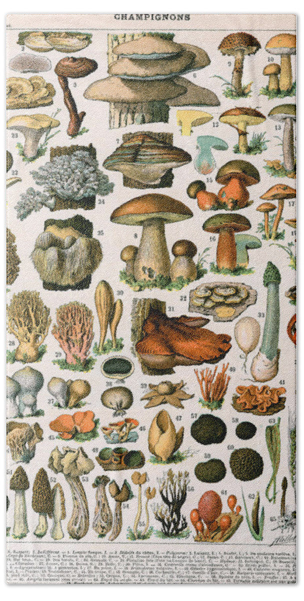 Mushroom Hand Towel featuring the painting Decorative Print of Champignons by Demoulin by American School