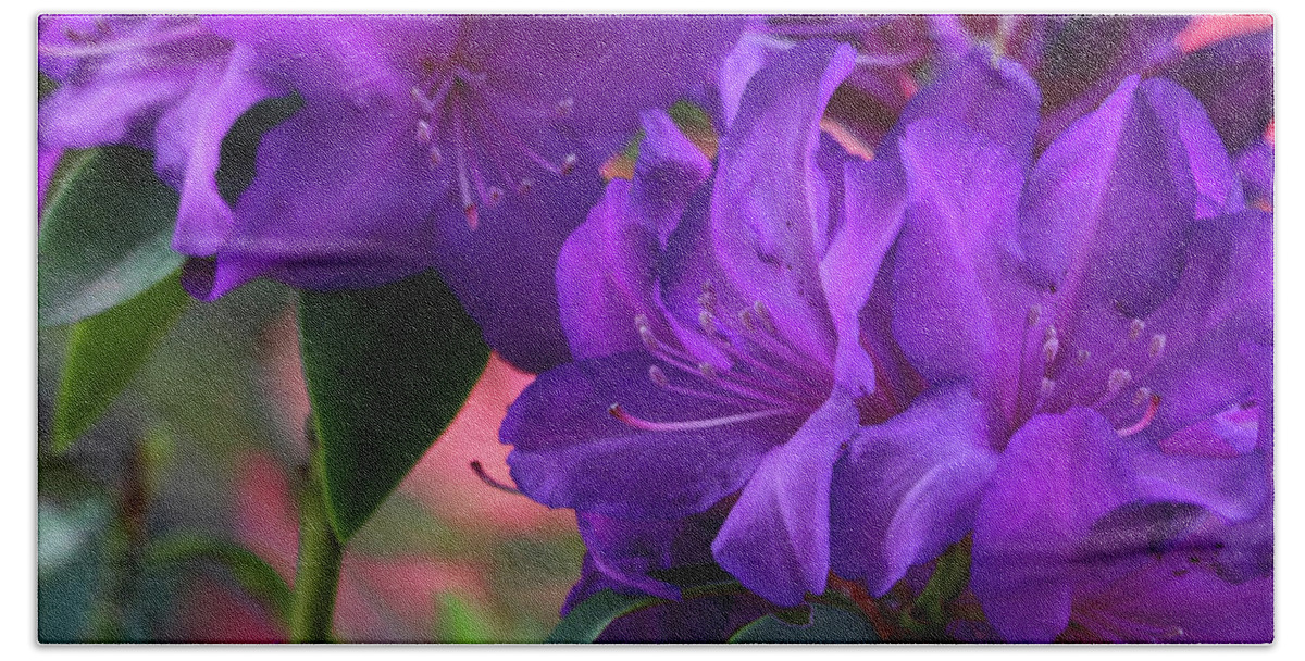 Purple Rhododendrons Bath Towel featuring the photograph Deep Purple Rhododendrons by Jeanette C Landstrom