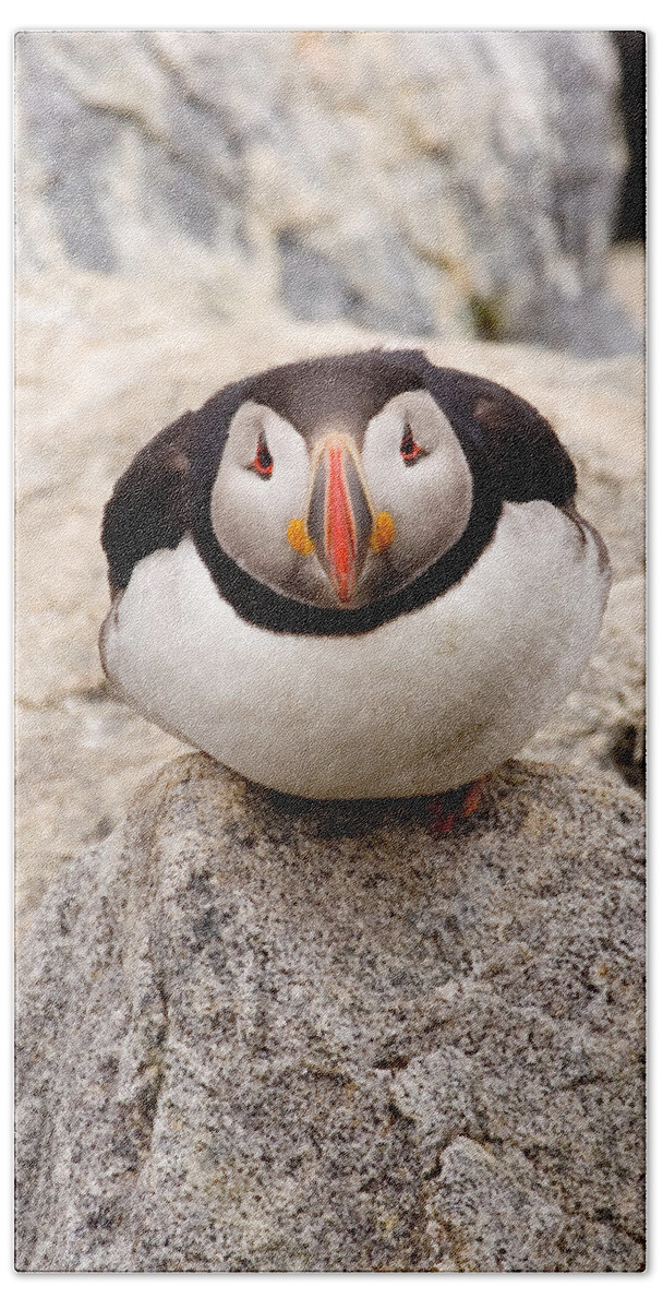 Puffin Bath Towel featuring the photograph Deep Thinker by Brent L Ander