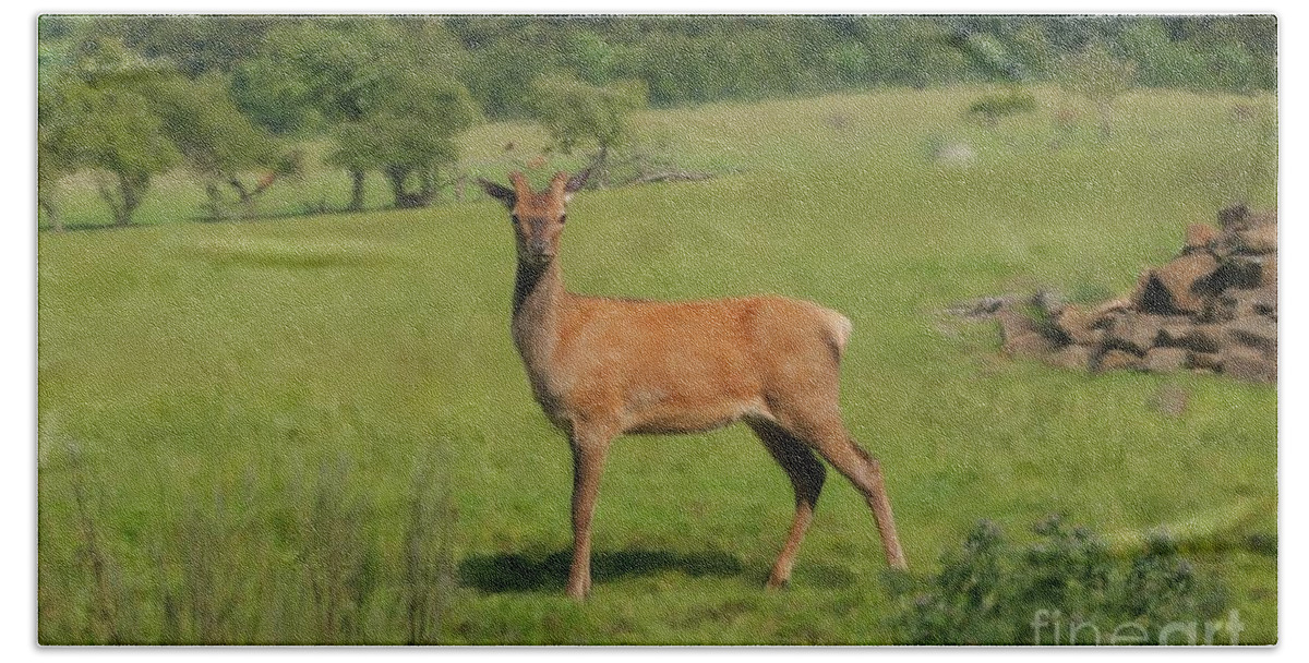 Red Deer Bath Towel featuring the photograph Deer calf. by Elena Perelman