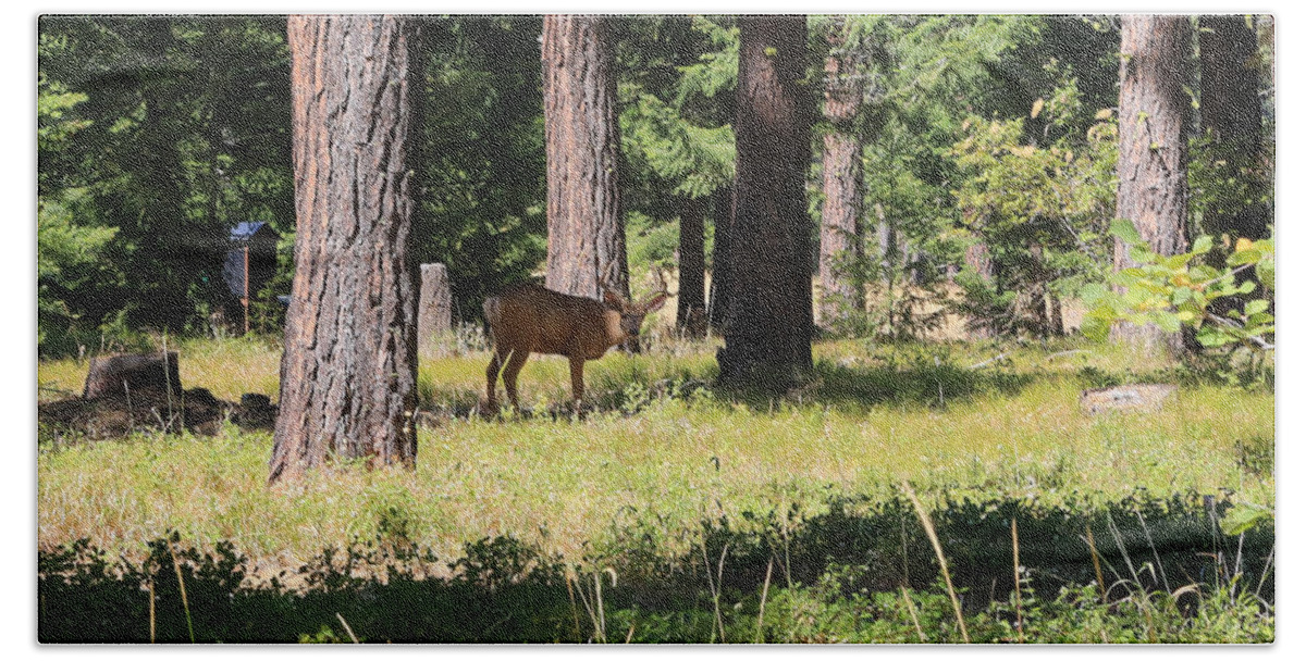 Deer Bath Towel featuring the photograph Deer in the Forest by Carol Groenen