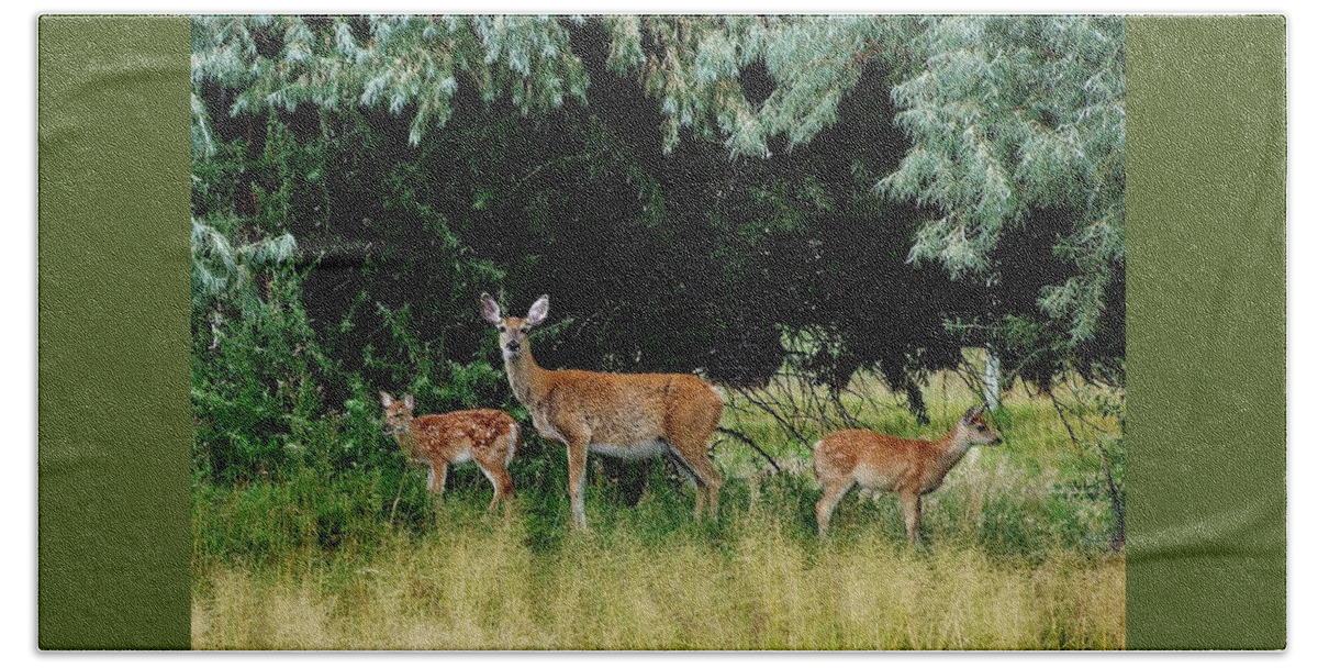 White Tail Deer Hand Towel featuring the photograph Deer Mom by Larry Campbell