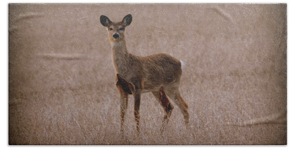 Deer Hand Towel featuring the photograph Deerfield by Kimberly Woyak